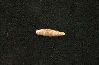 藏品(似謝氏煙管蝸牛)的圖片